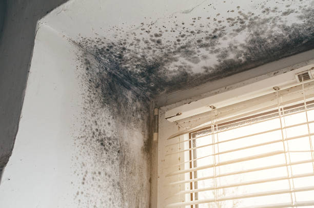 Affordable Mold Cleanup solutions in Sunnyvale, TX